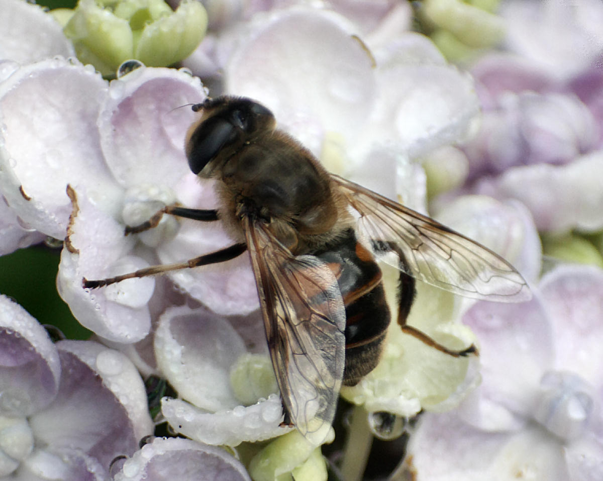Eristalis sp.